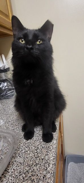 Timmy, Adoptable, Young Male American Shorthair.