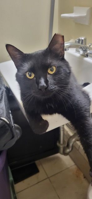 Enlarge Timmy, a Adoptable American Shorthair in Brooklyn, NY image 3/11