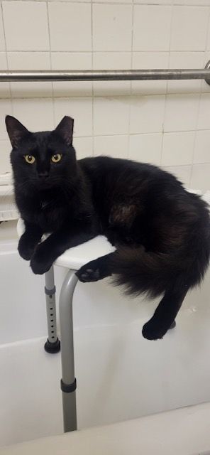 Enlarge Timmy, a Adoptable American Shorthair in Brooklyn, NY image 4/11