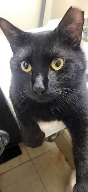 Enlarge Timmy, a Adoptable American Shorthair in Brooklyn, NY image 5/11