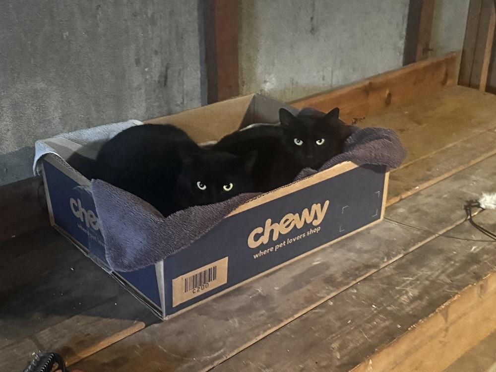 Enlarge Coco Bean, a Adoptable Domestic Short Hair in Patchogue, NY image 1/5