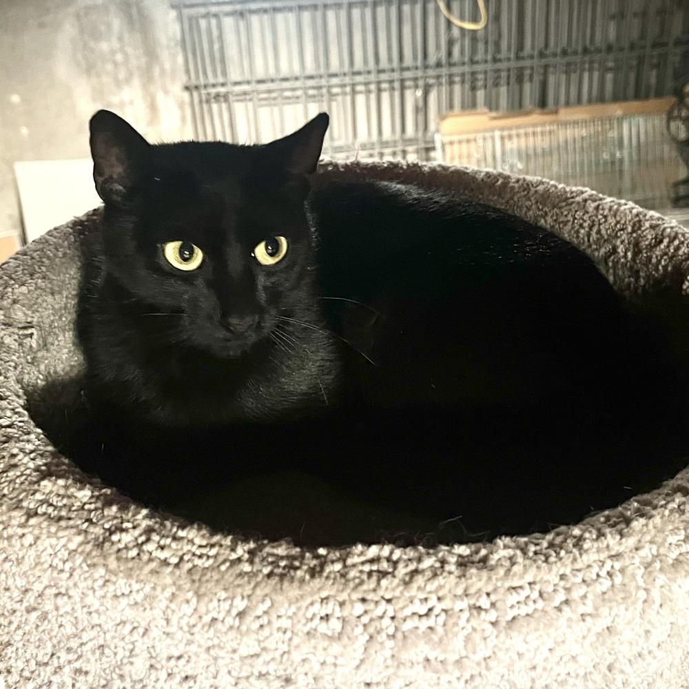 Enlarge Coco Bean, a Adoptable Domestic Short Hair in Patchogue, NY image 2/5