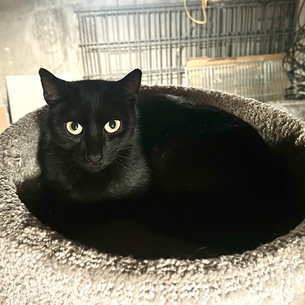 Enlarge Coco Bean, a Adoptable Domestic Short Hair in Patchogue, NY image 3/5