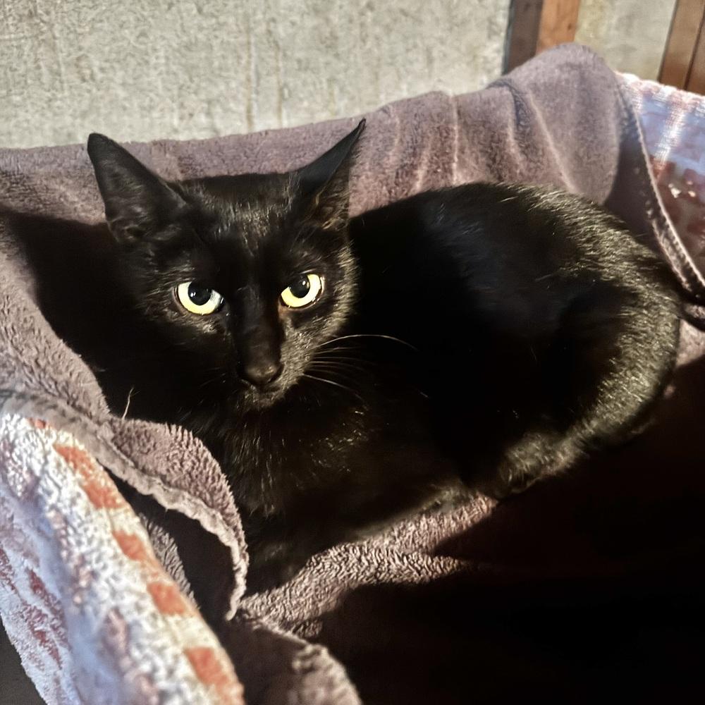 Enlarge Coco Bean, a Adoptable Domestic Short Hair in Patchogue, NY image 4/5