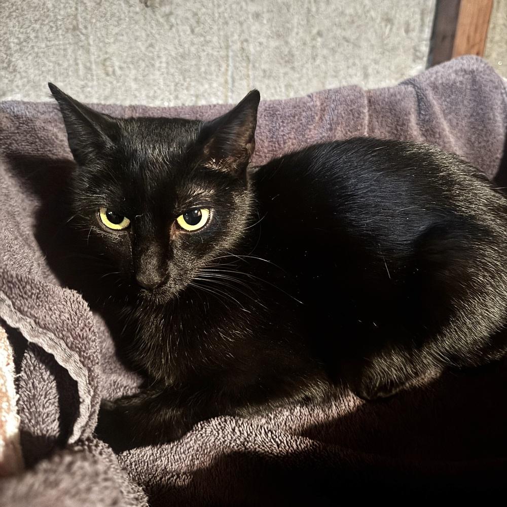 Enlarge Coco Bean, a Adoptable Domestic Short Hair in Patchogue, NY image 5/5