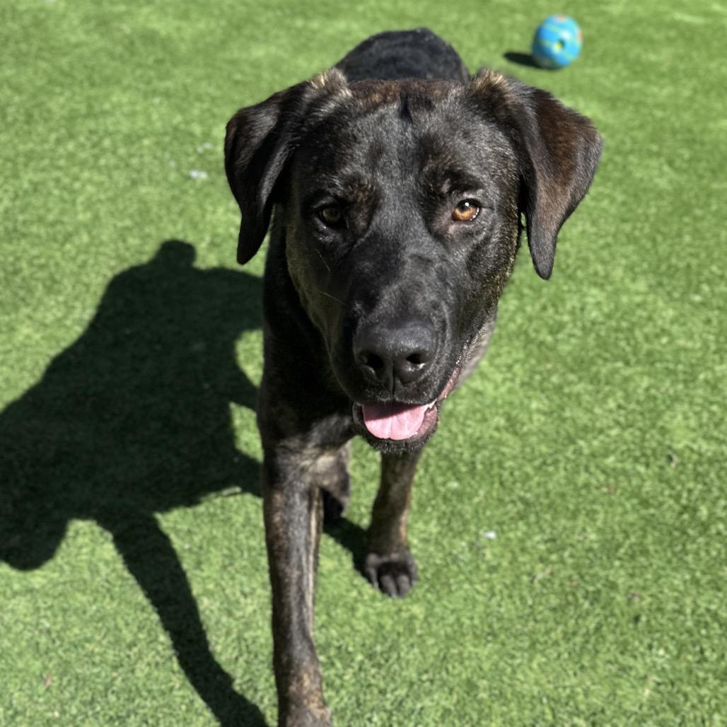 Finley - ECAS, Adoptable, Young Male Bullmastiff.