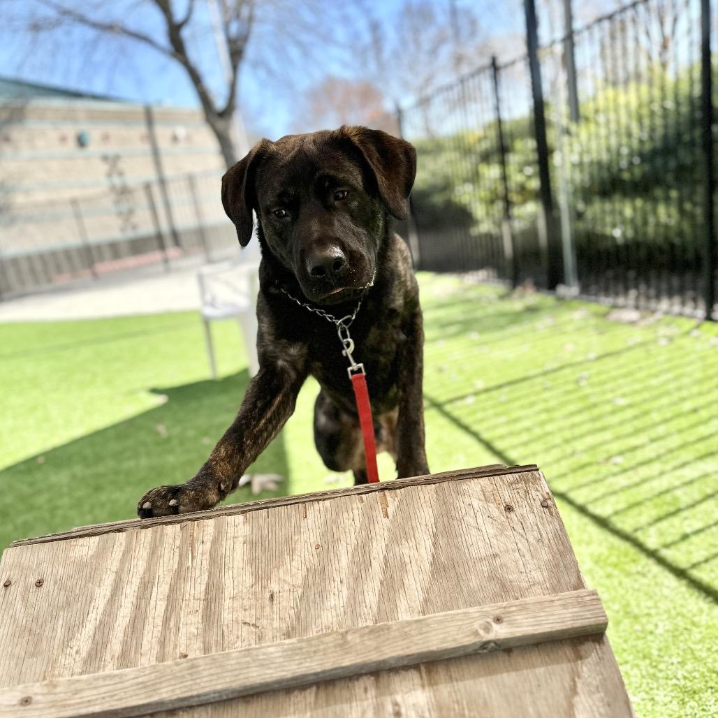 Enlarge Finley - ECAS, a Adoptable mixed breed in Pleasanton, CA image 2/6