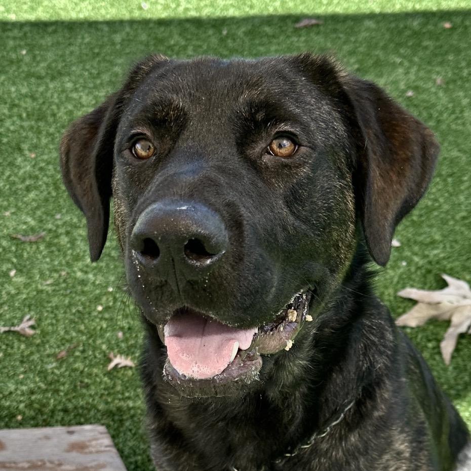 Enlarge Finley - ECAS, a Adoptable mixed breed in Pleasanton, CA image 3/6