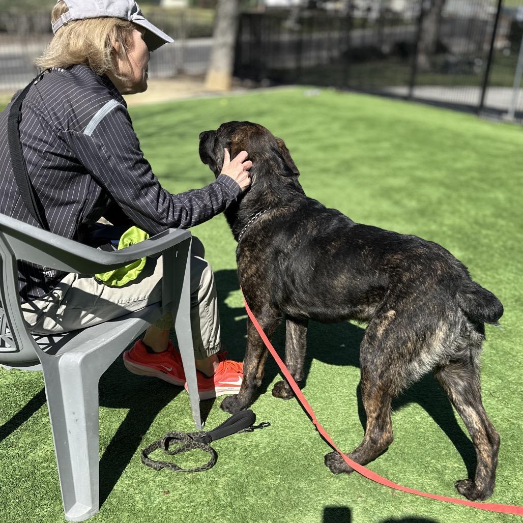 Enlarge Finley - ECAS, a Adoptable mixed breed in Pleasanton, CA image 4/6