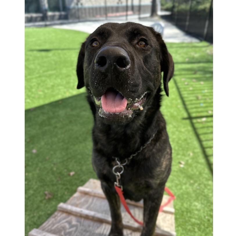 Finley - ECAS, Adoptable, Young Male Bullmastiff.