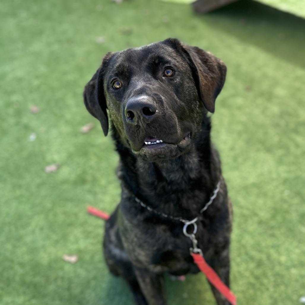 Enlarge Finley - ECAS, a Adoptable mixed breed in Pleasanton, CA image 5/6