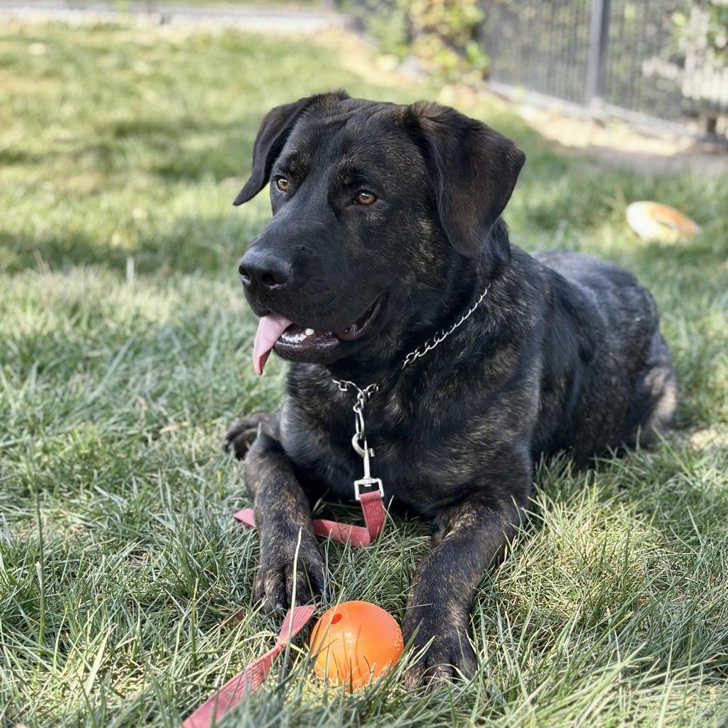 Enlarge Finley - ECAS, a Adoptable mixed breed in Pleasanton, CA image 2/6