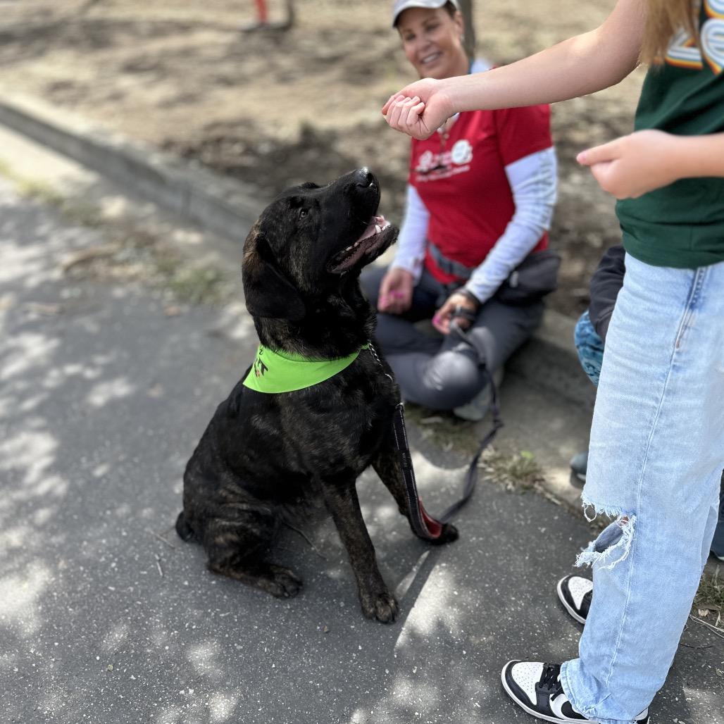 Enlarge Finley - ECAS, a Adoptable mixed breed in Pleasanton, CA image 3/6