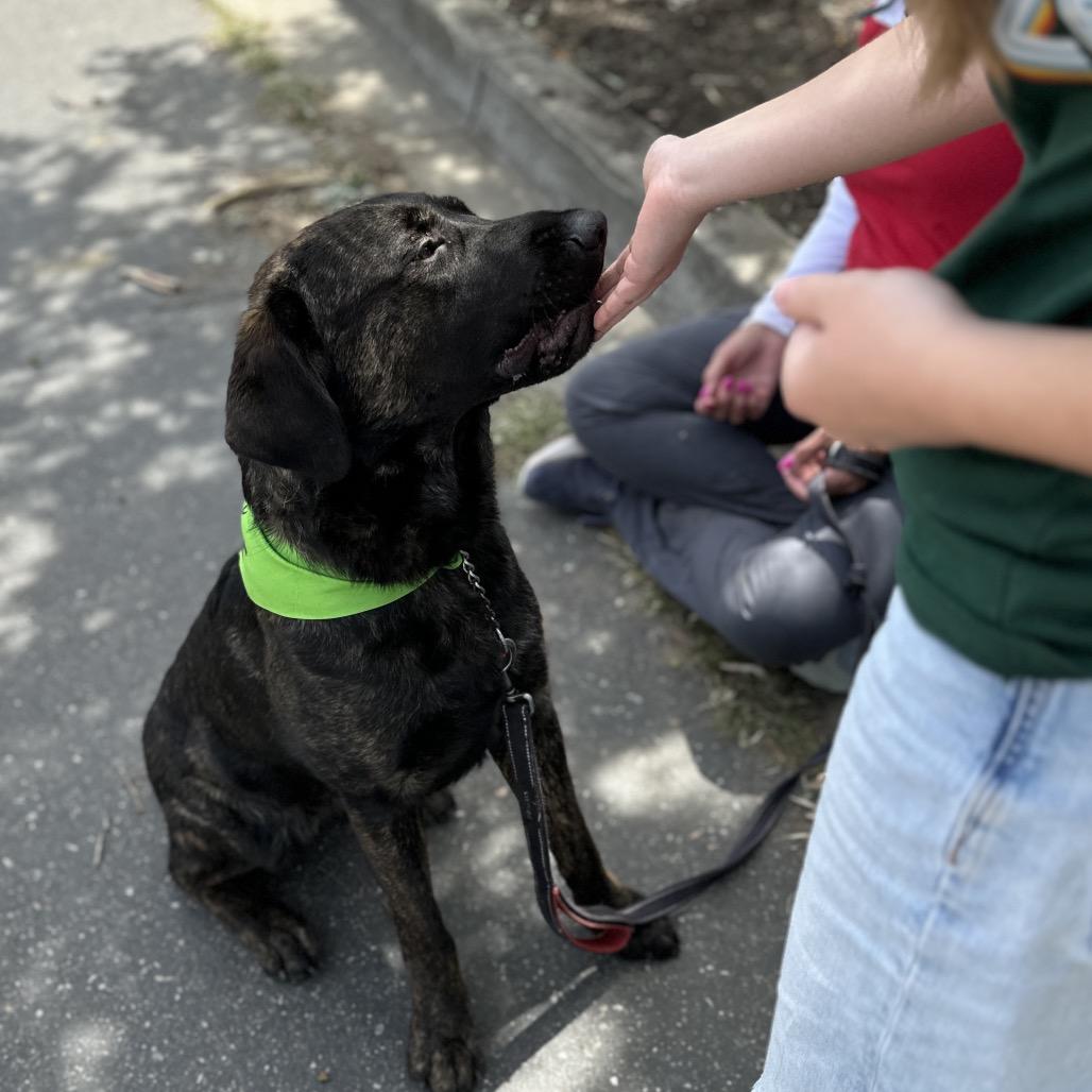 Enlarge Finley - ECAS, a Adoptable mixed breed in Pleasanton, CA image 5/6