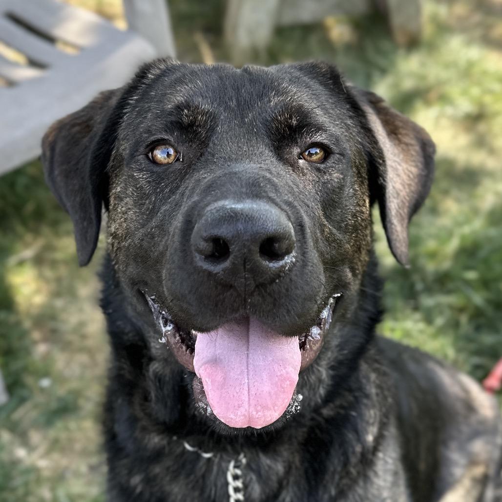 Enlarge Finley - ECAS, a Adoptable mixed breed in Pleasanton, CA image 6/6