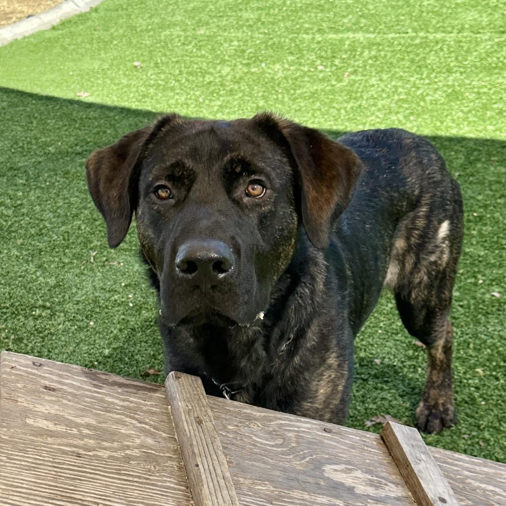 Enlarge Finley - ECAS, a Adoptable mixed breed in Pleasanton, CA image 6/6