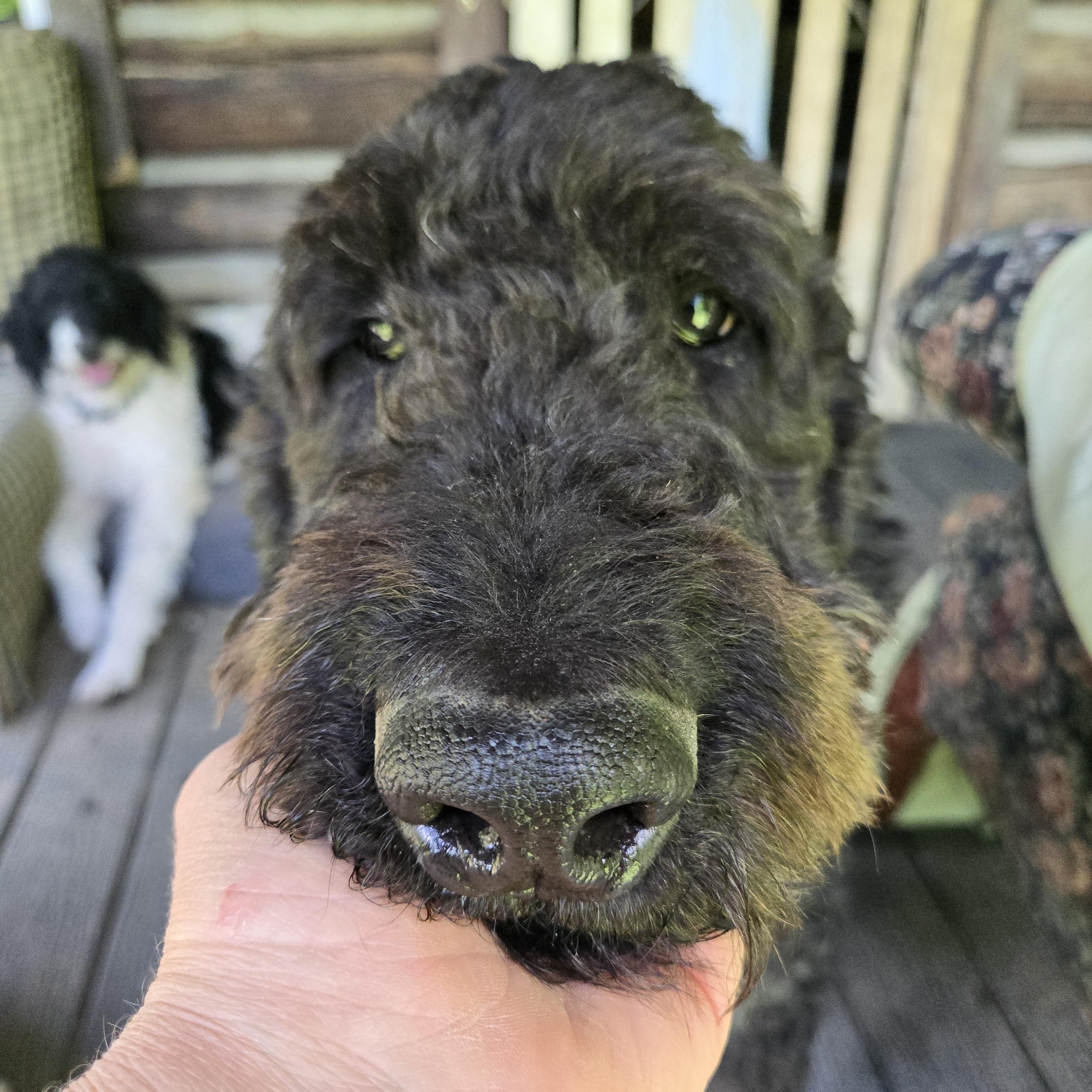 Ollie, a Adoptable mixed breed in Friendship, NY image 3/4