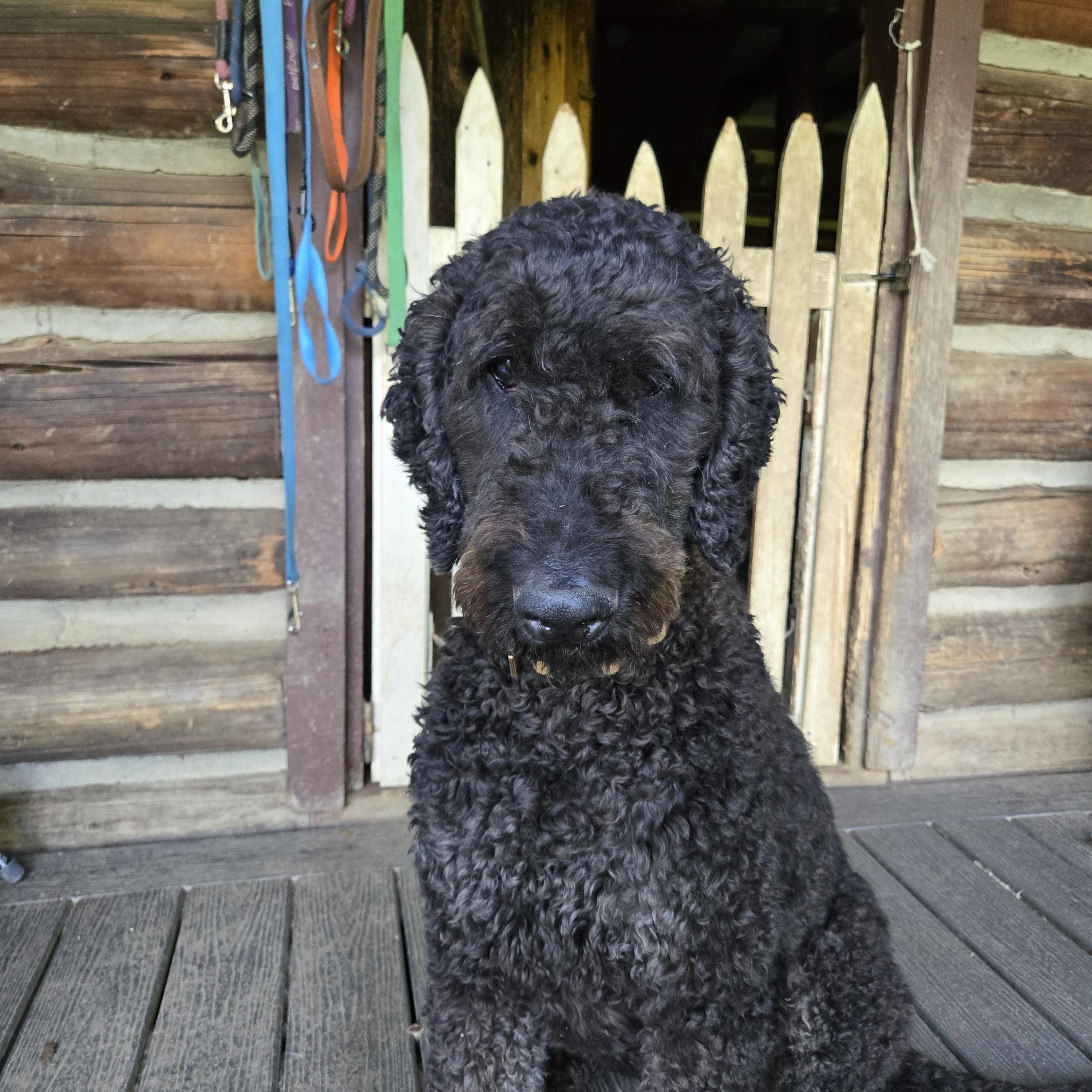 Ollie, a Adoptable mixed breed in Friendship, NY image 2/4