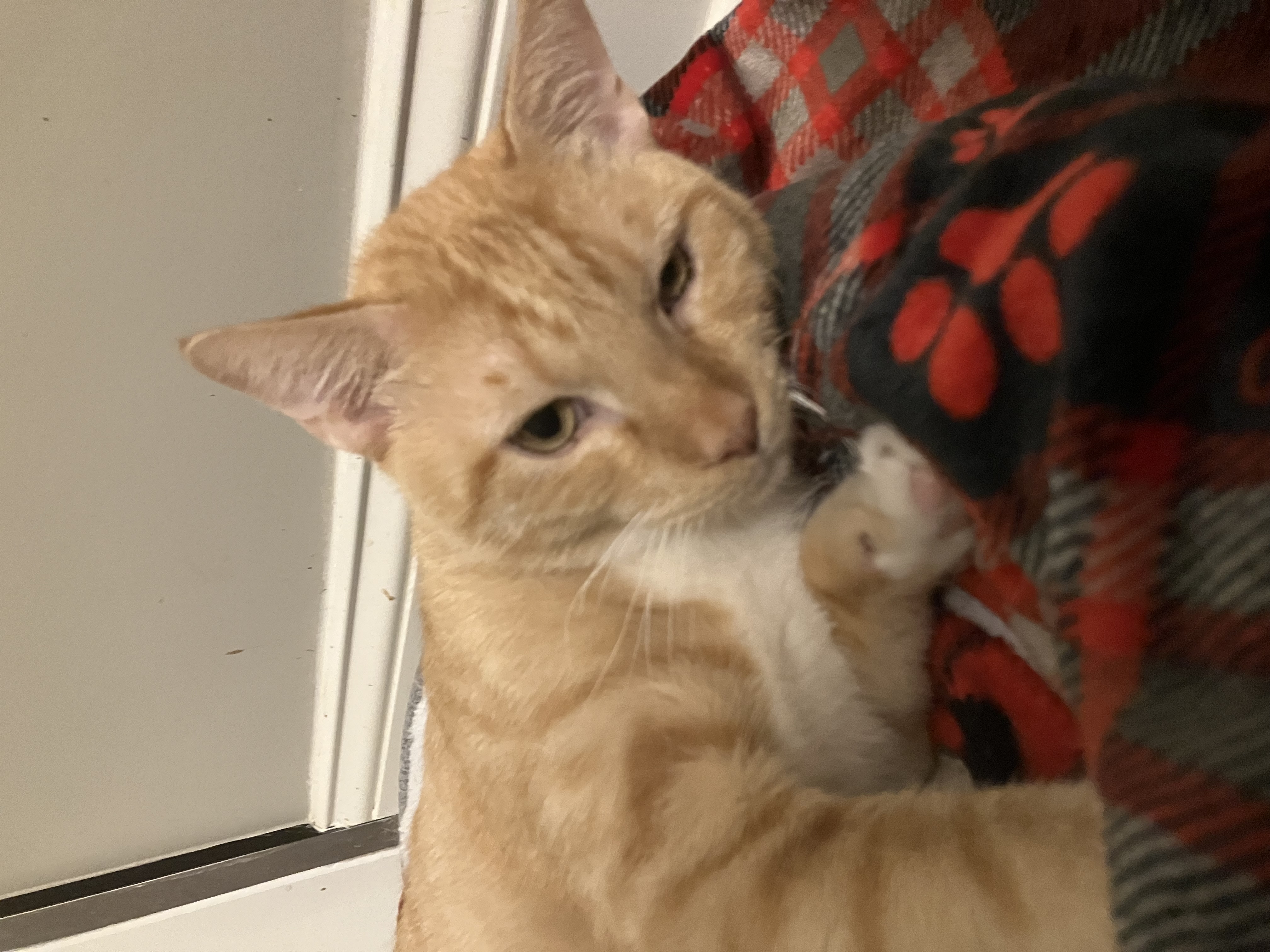 Reese, a Adoptable American Shorthair in Mount Airy, MD image 1/6