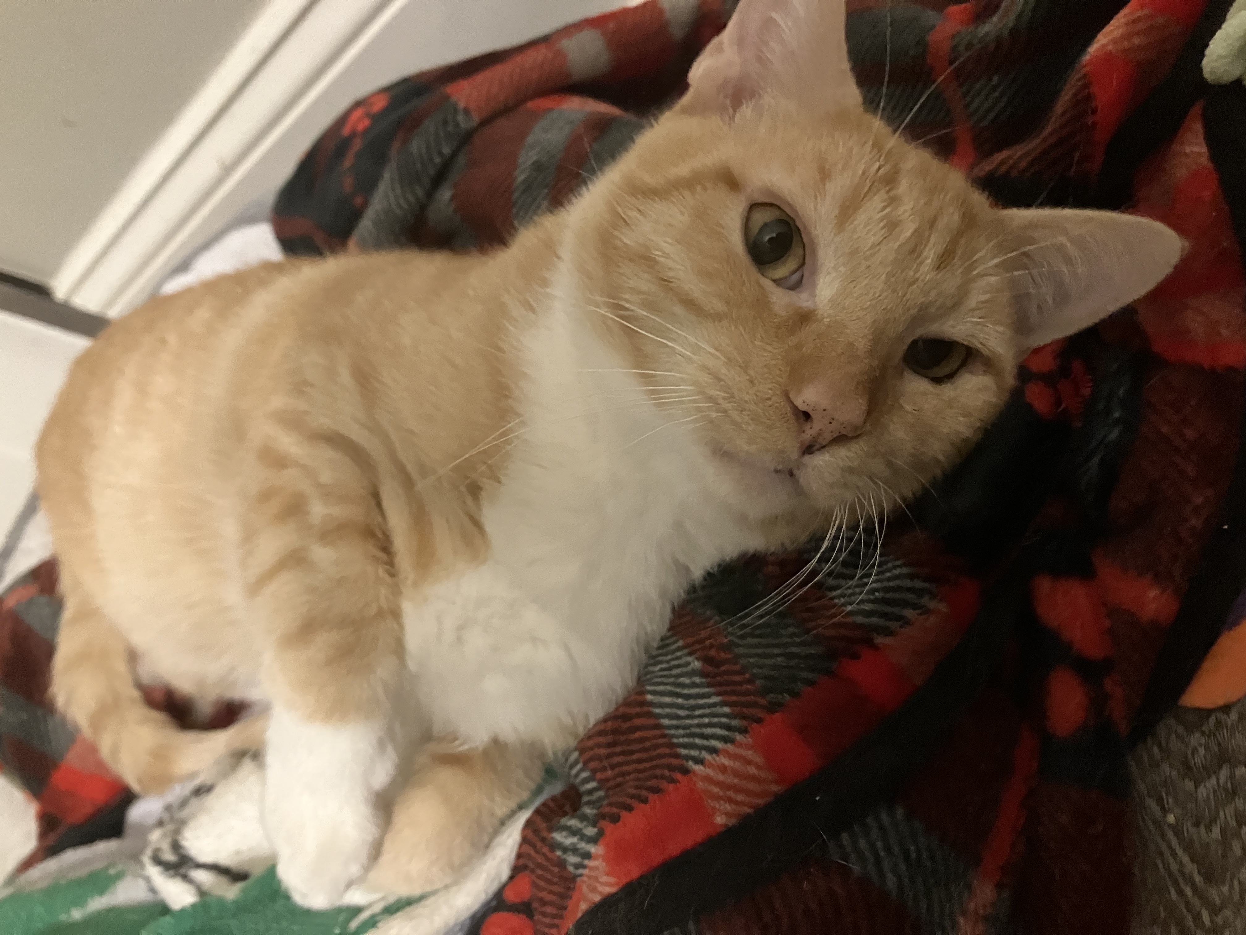 Reese, a Adoptable American Shorthair in Mount Airy, MD image 2/6