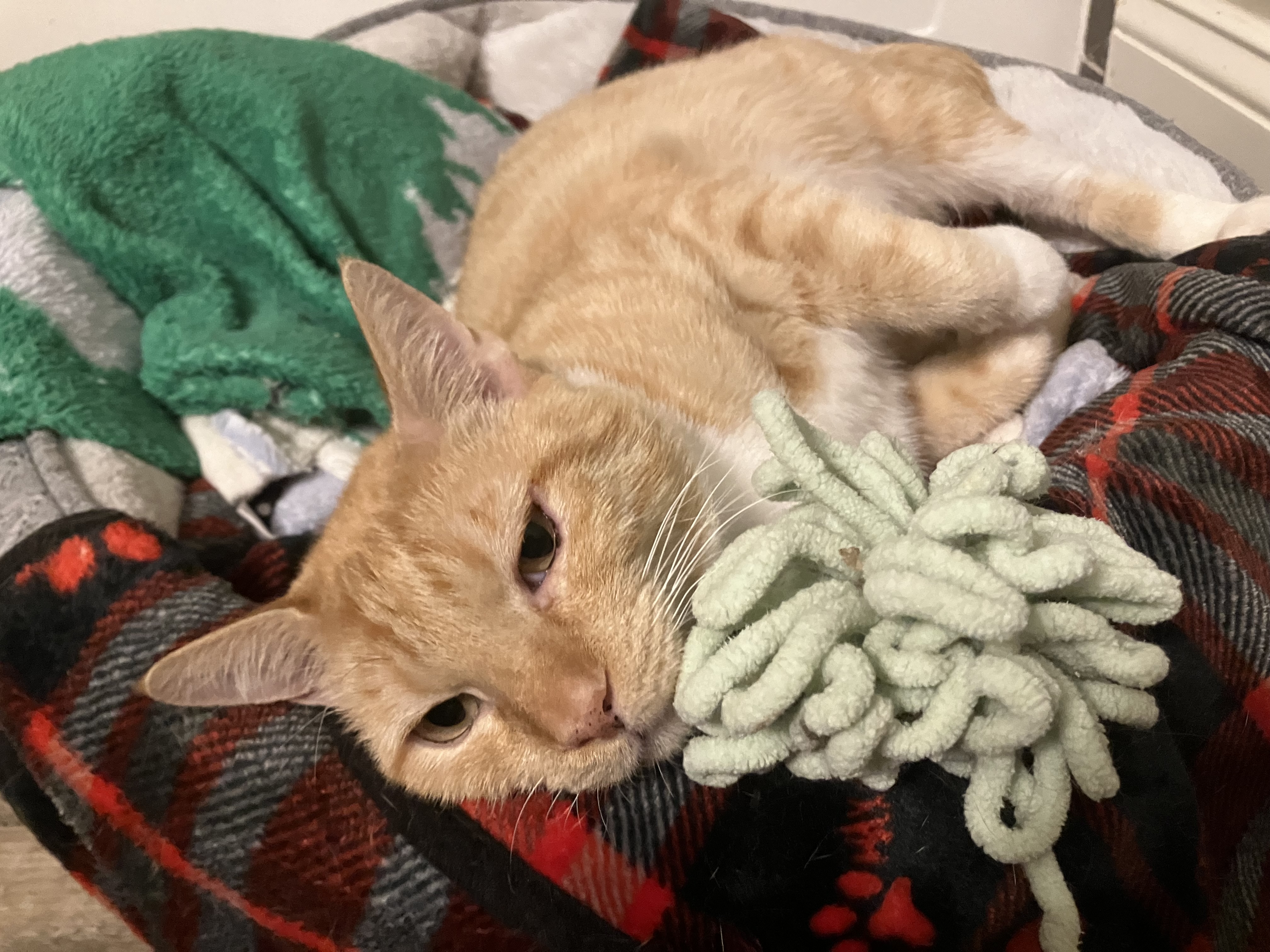 Reese, a Adoptable American Shorthair in Mount Airy, MD image 3/6