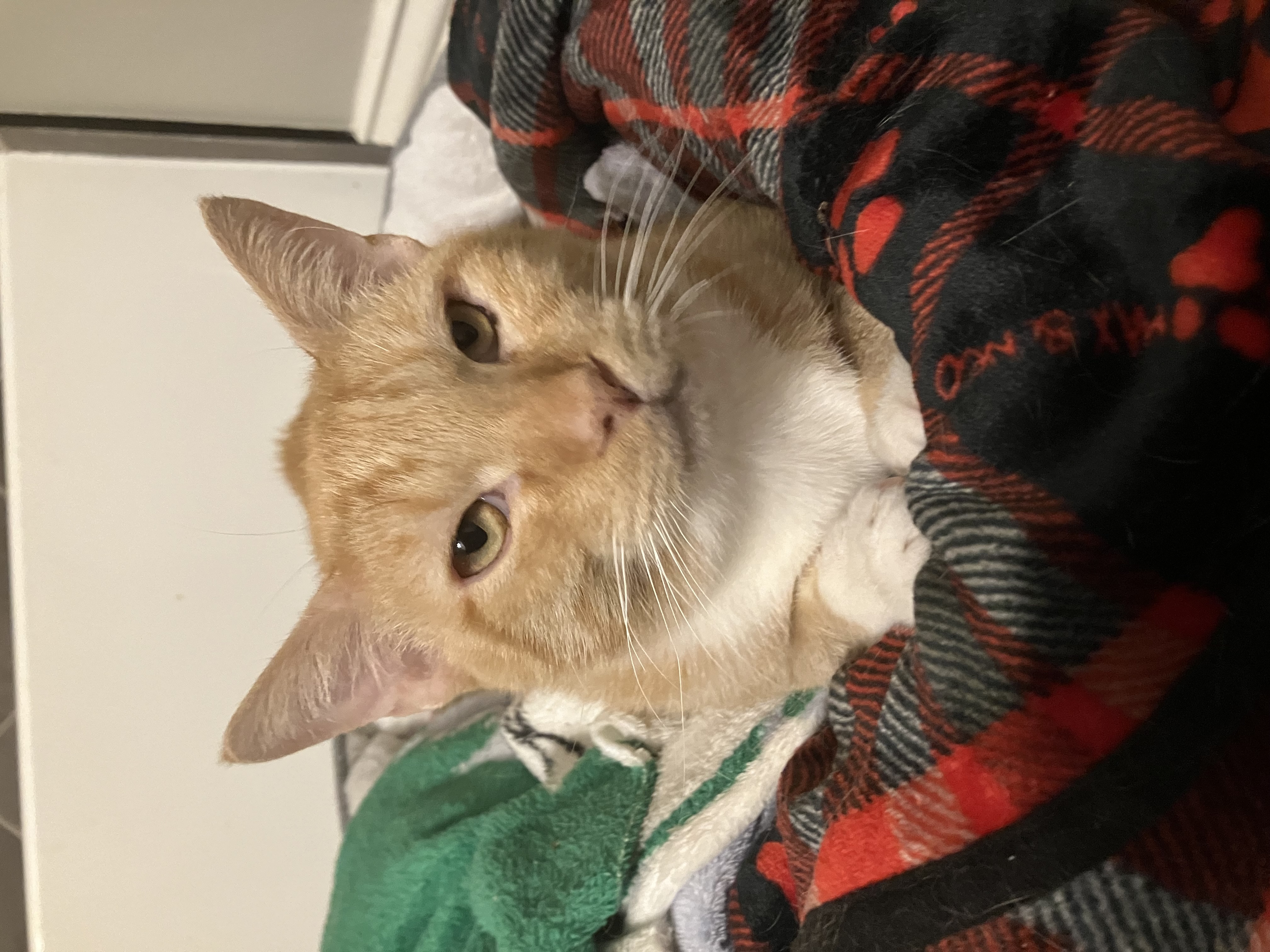 Reese, a Adoptable American Shorthair in Mount Airy, MD image 4/6