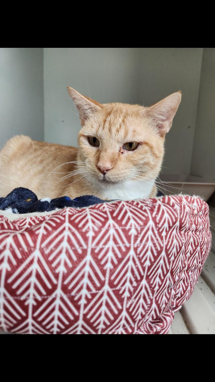 Reese, a Adoptable American Shorthair in Mount Airy, MD image 5/6