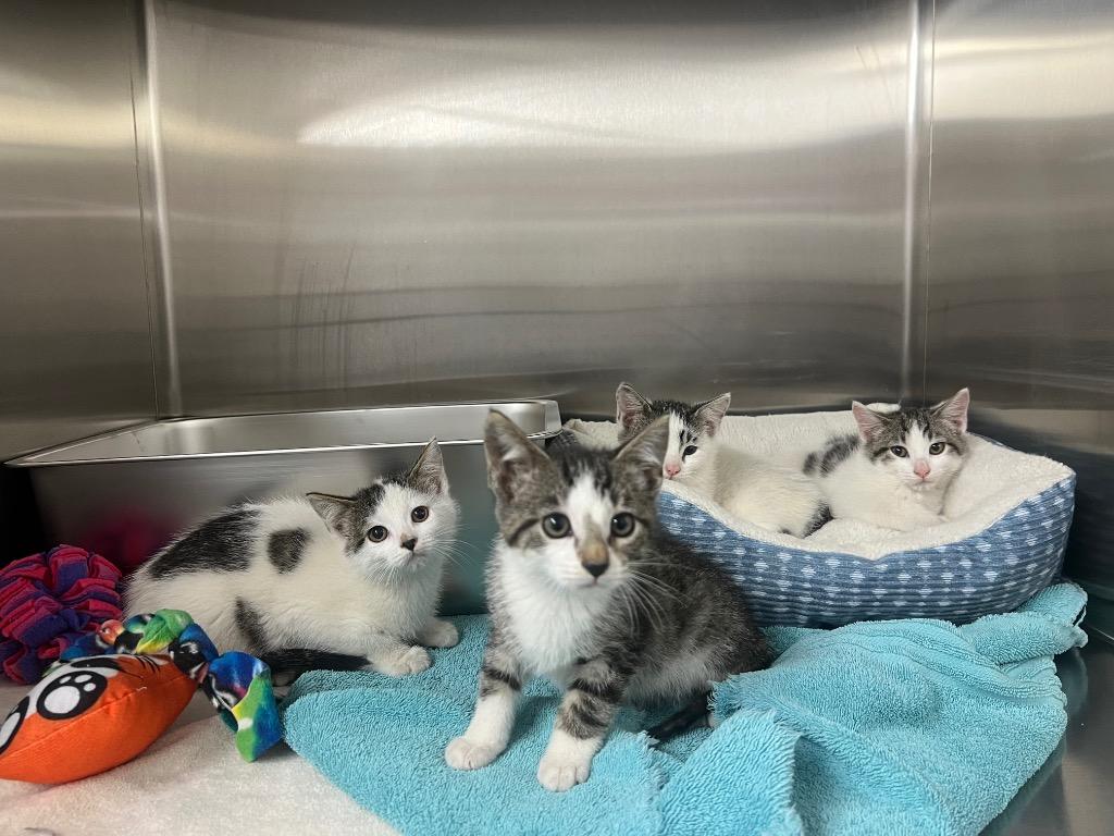 Enlarge Flint, a Adopted mixed breed in Murray, KY image 1/2