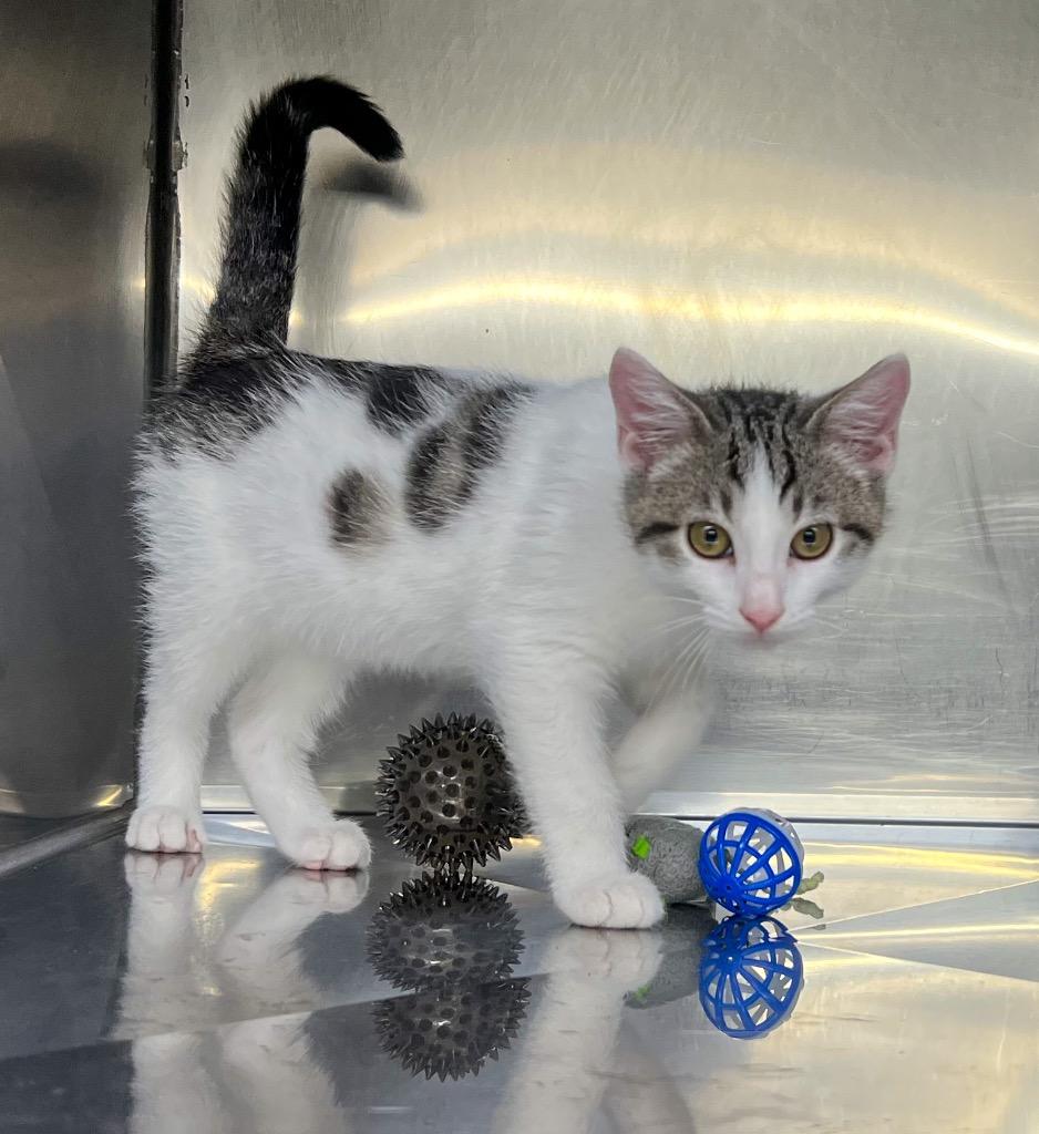 Enlarge Flint, a Adopted mixed breed in Murray, KY image 2/2