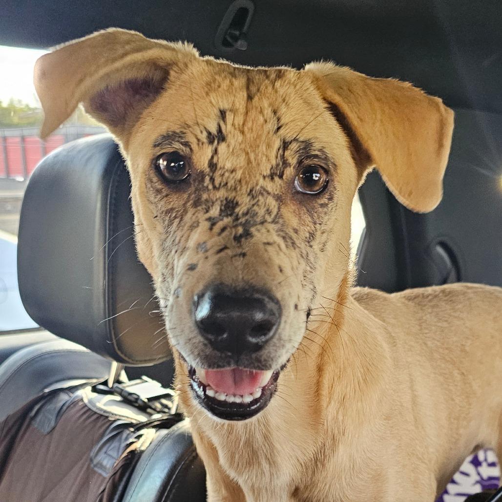 Enlarge Nala, a Adoptable mixed breed in Phoenix, AZ image 1/1