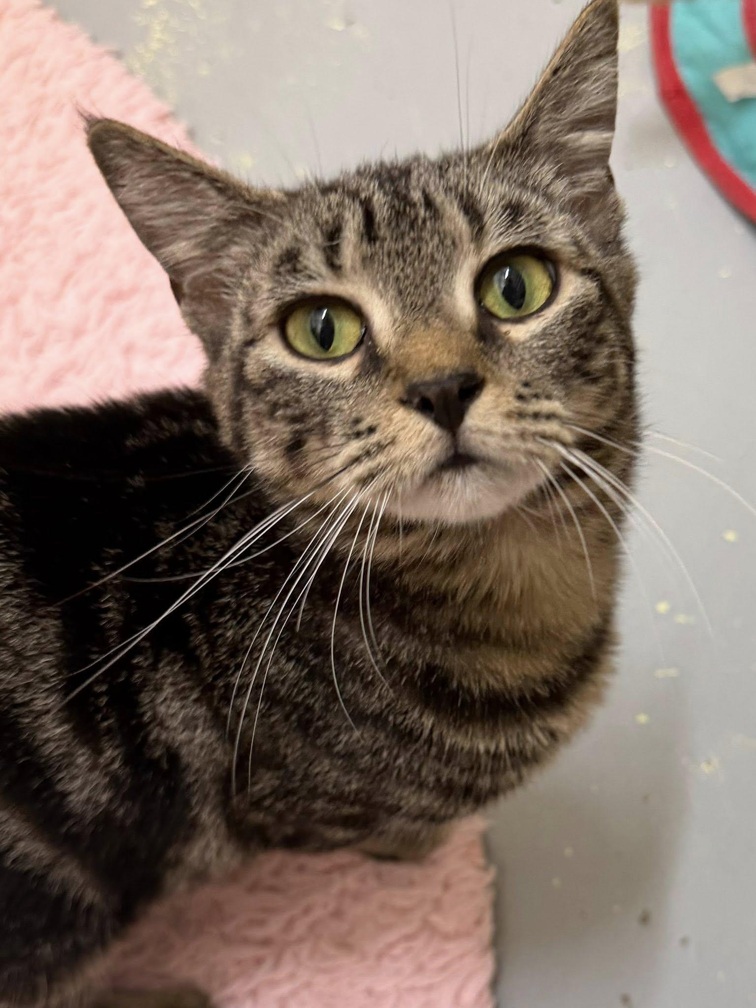Enlarge 251617   Mercy, a Adoptable Domestic Short Hair in Wetumpka, AL image 1/1