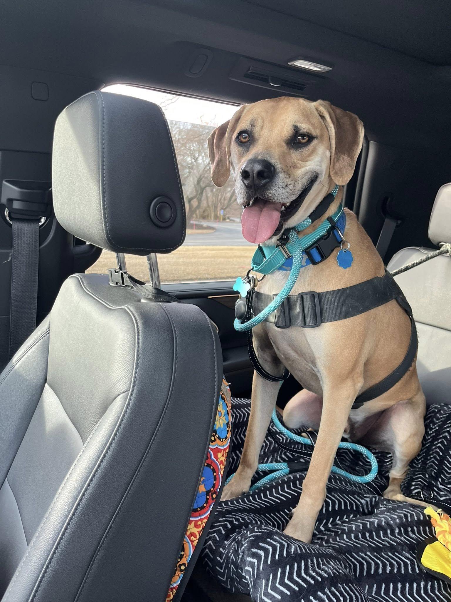 Enlarge Bernie, an adoptable mixed breed in De Pere, WI image 4/6