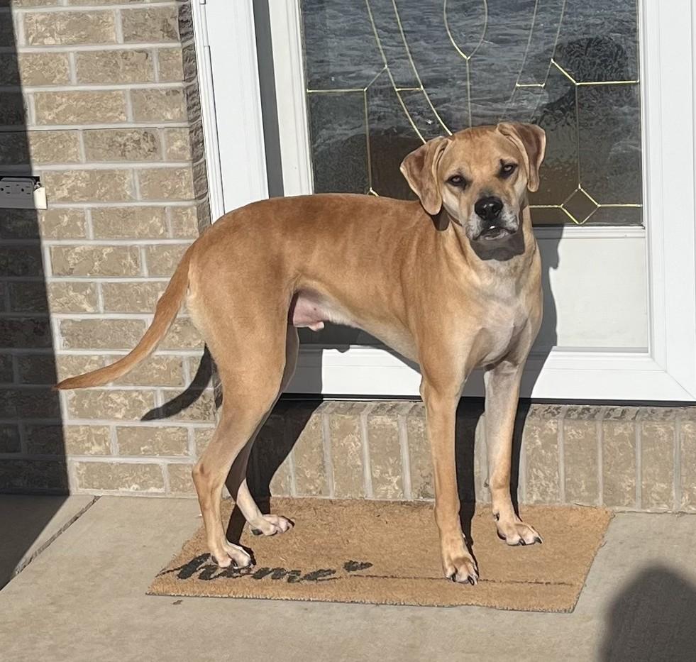 Enlarge Bernie, an adoptable mixed breed in De Pere, WI image 6/6