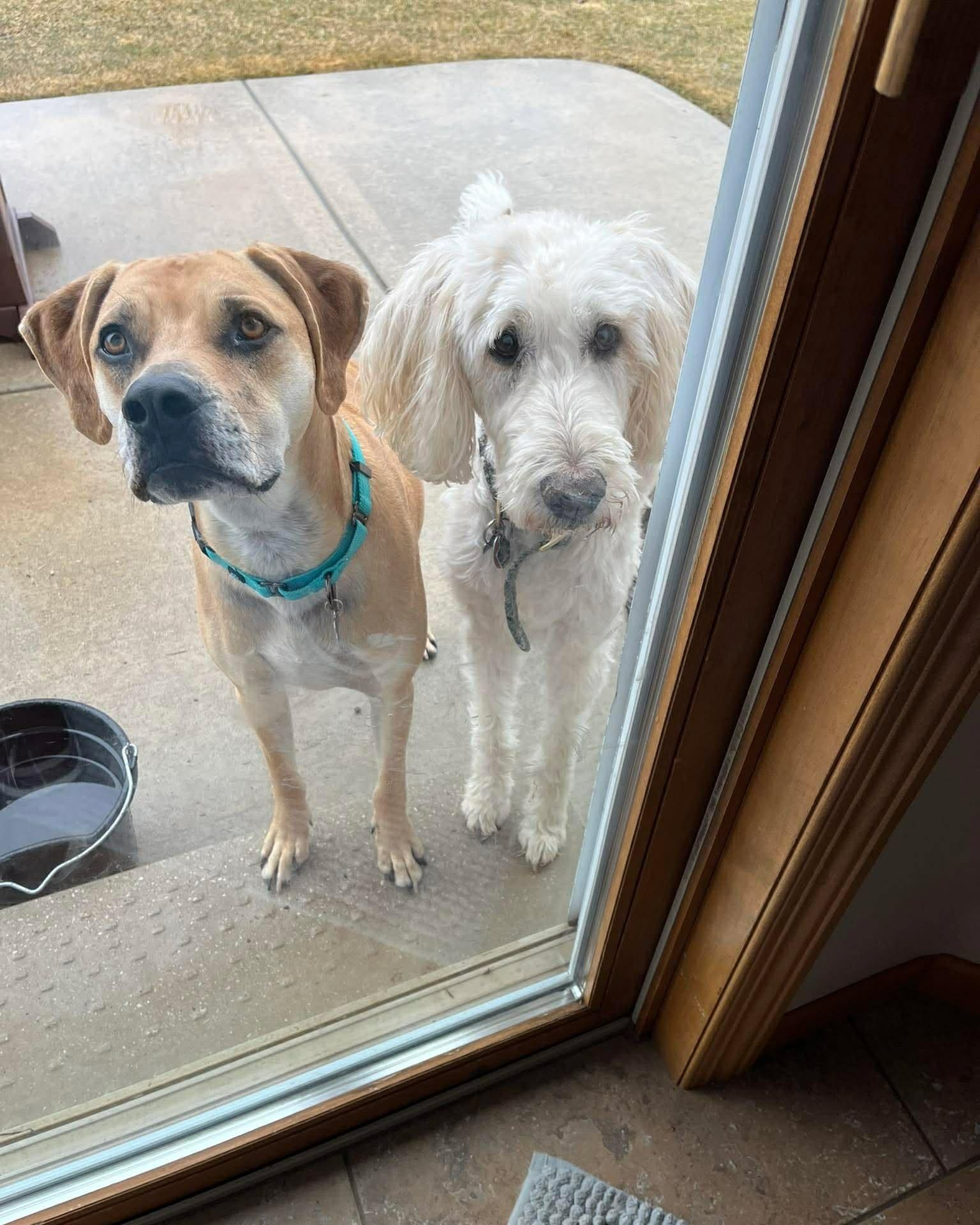 Enlarge Bernie, an adoptable mixed breed in De Pere, WI image 3/6