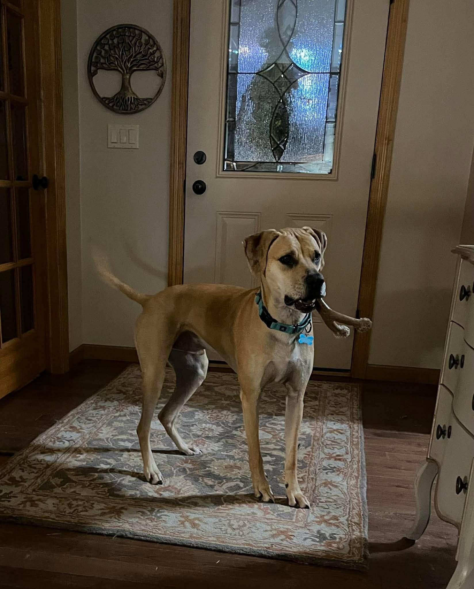 Enlarge Bernie, an adoptable mixed breed in De Pere, WI image 2/6