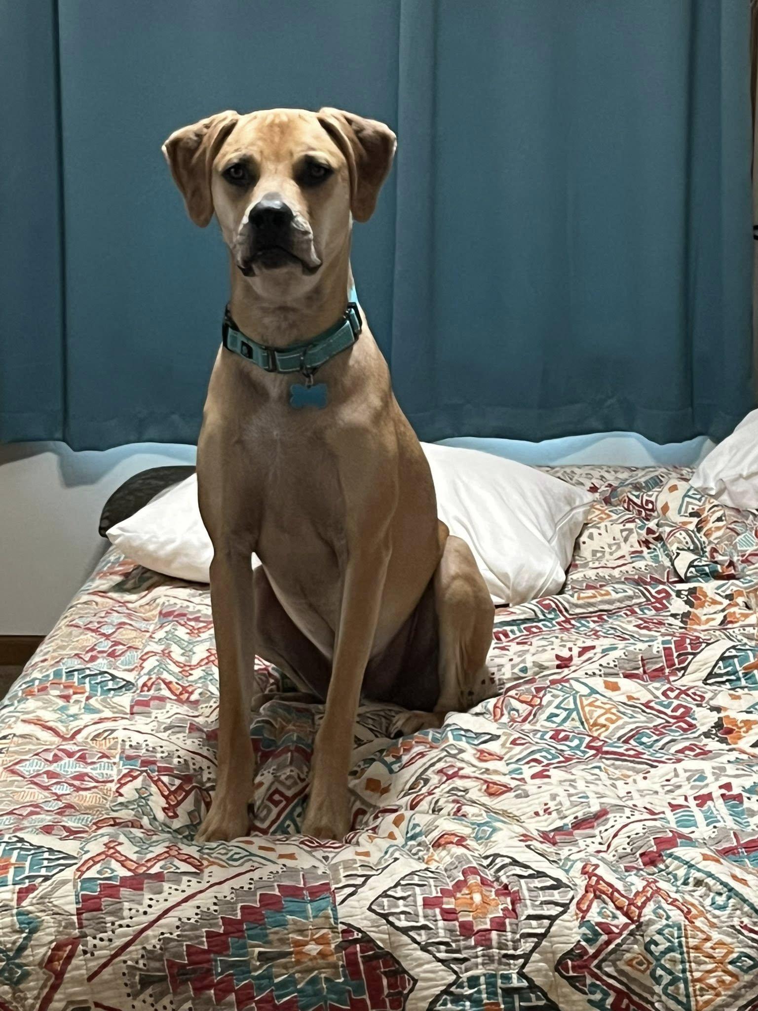 Bernie, adoptable, Young Male Labrador Retriever.