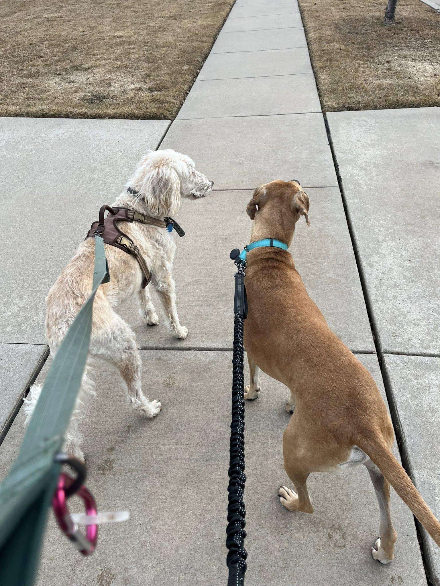 Enlarge Bernie, an adoptable mixed breed in De Pere, WI image 5/6