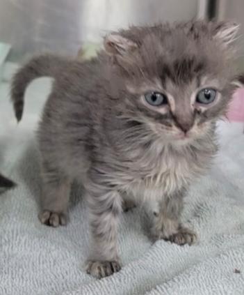 Enlarge Buttercup, a Adopted mixed breed in Wilmington, NC image 1/5