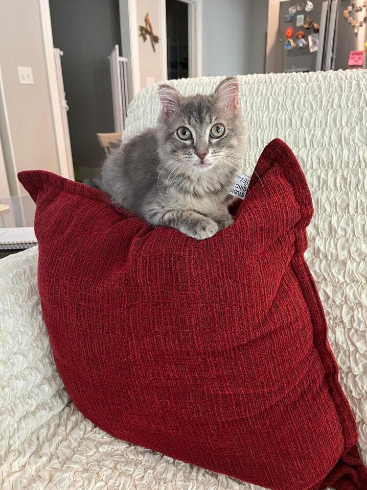 Enlarge Buttercup, a Adopted mixed breed in Wilmington, NC image 2/5