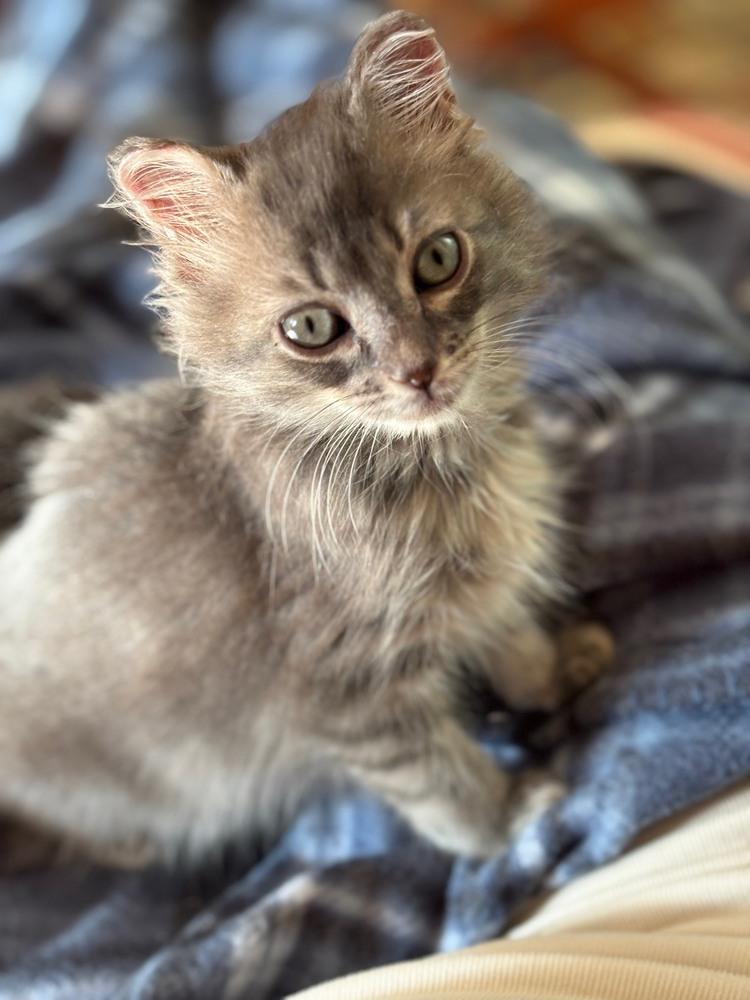 Enlarge Buttercup, a Adopted mixed breed in Wilmington, NC image 5/5