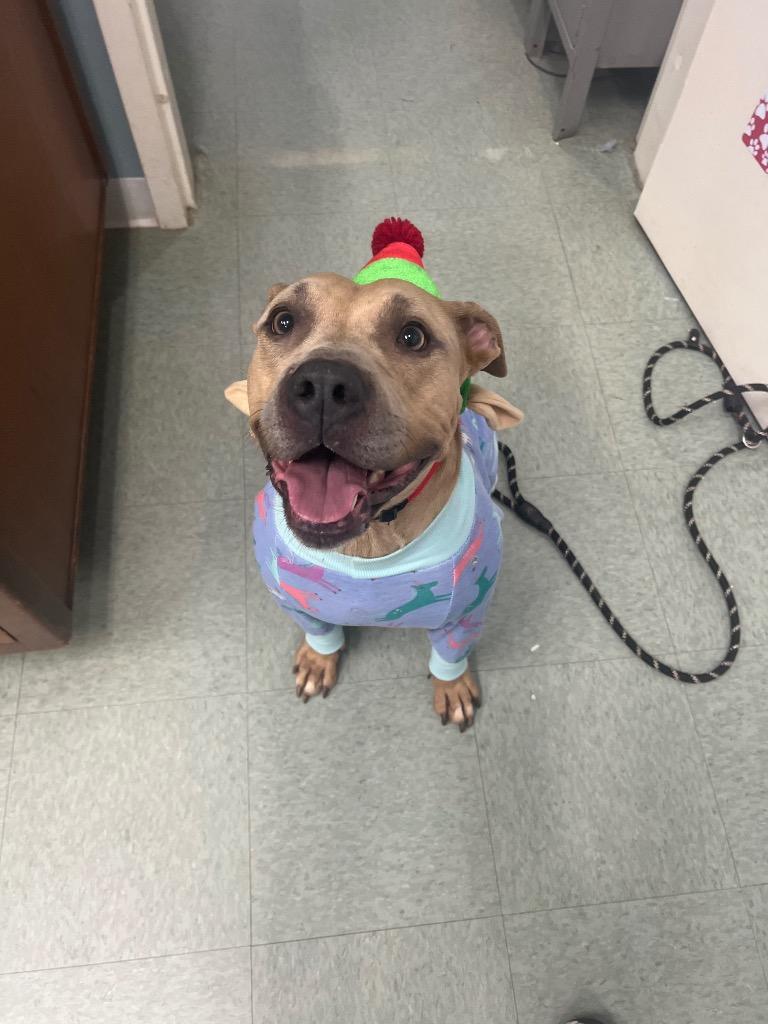 Sky, Adoptable, Adult Female Pit Bull Terrier.
