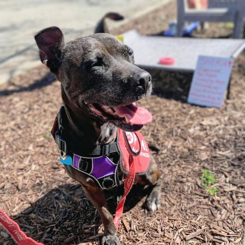 Enlarge Shera, a Adoptable Pit Bull Terrier in Oakland, CA image 1/3