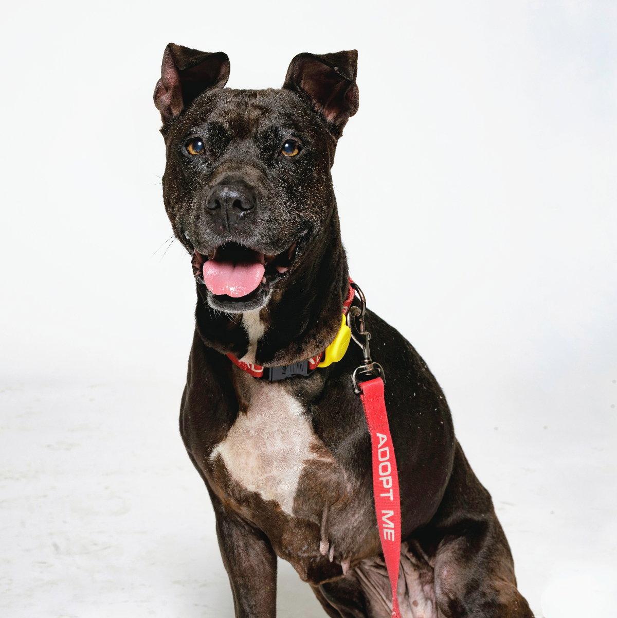 Shera, Adoptable, Senior Female Pit Bull Terrier.
