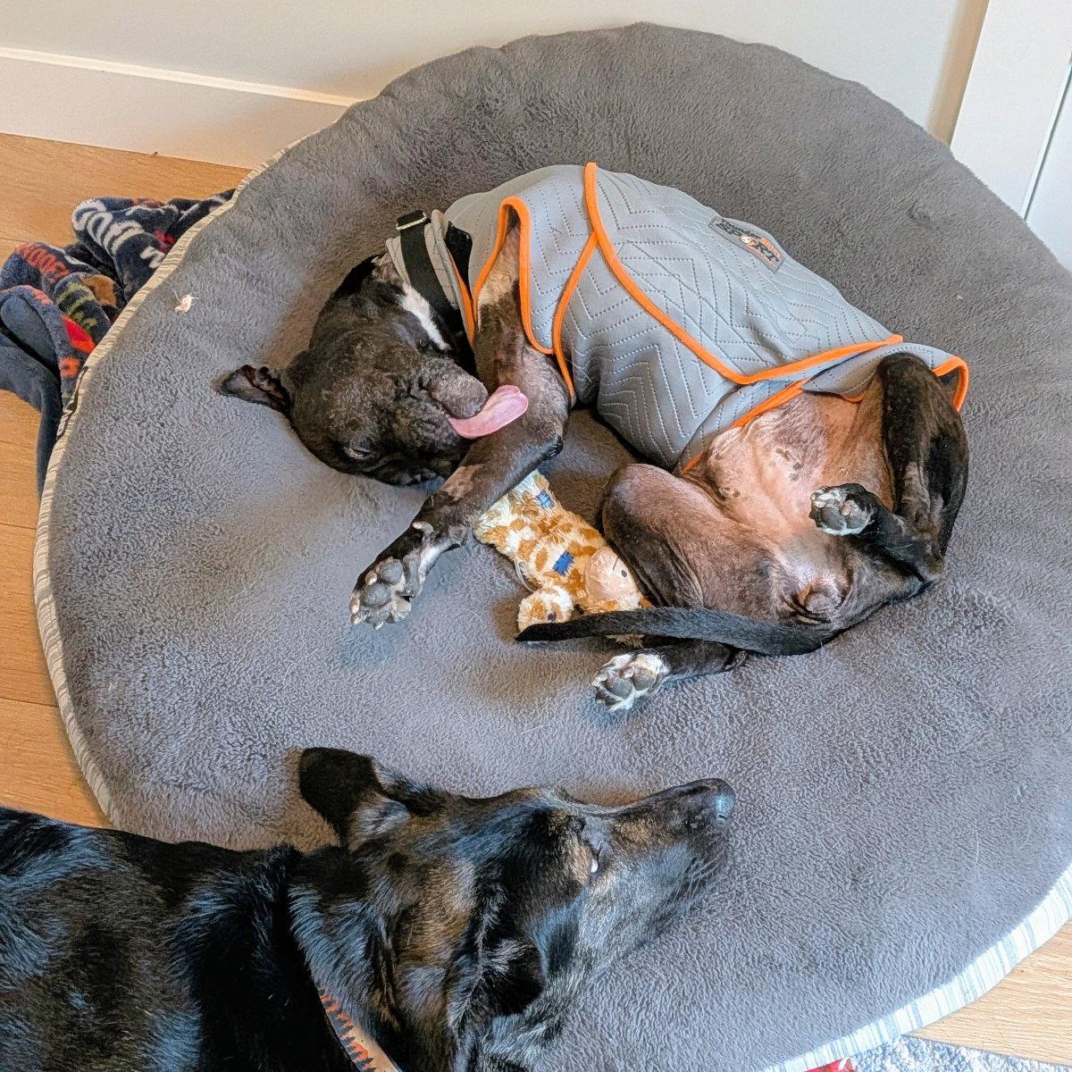 Enlarge Shera, a Adoptable Pit Bull Terrier in Oakland, CA image 2/3