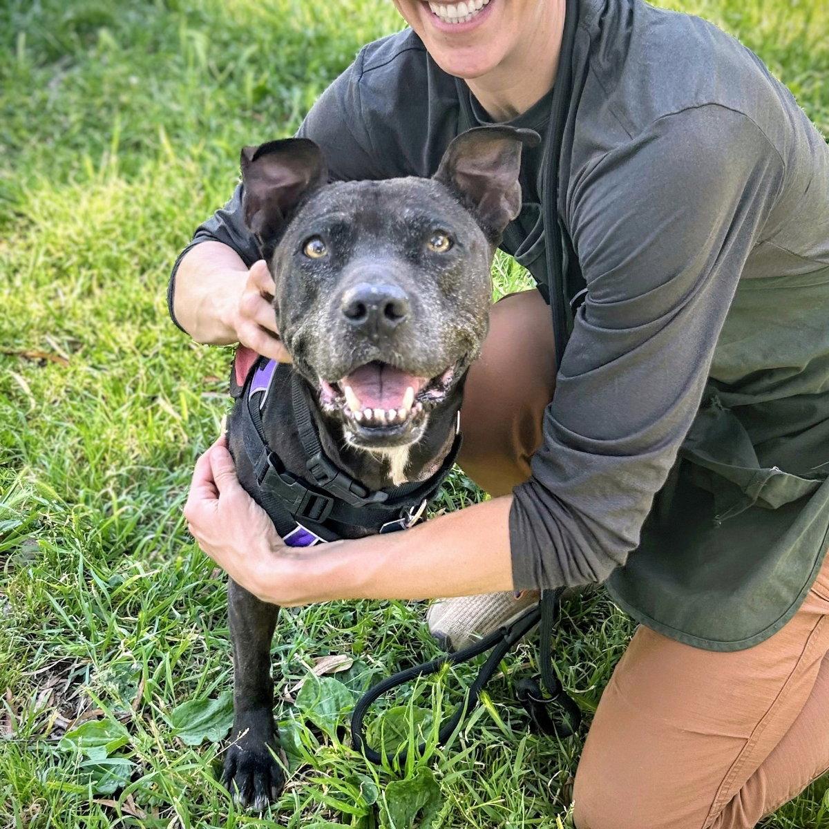 Enlarge Shera, a Adoptable Pit Bull Terrier in Oakland, CA image 3/3