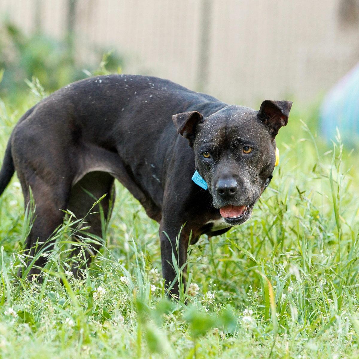 Enlarge Shera, a Adoptable Pit Bull Terrier in Oakland, CA image 2/3