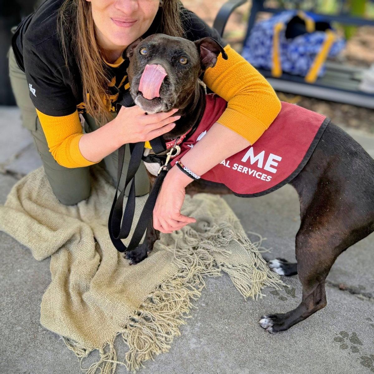 Enlarge Shera, a Adoptable Pit Bull Terrier in Oakland, CA image 3/3