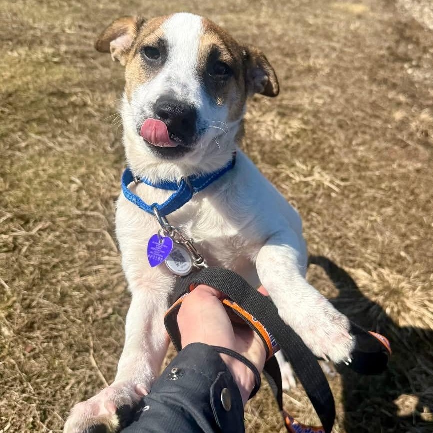 Nissan, a ADOPTABLE mixed breed in Simsbury, CT image 4/6