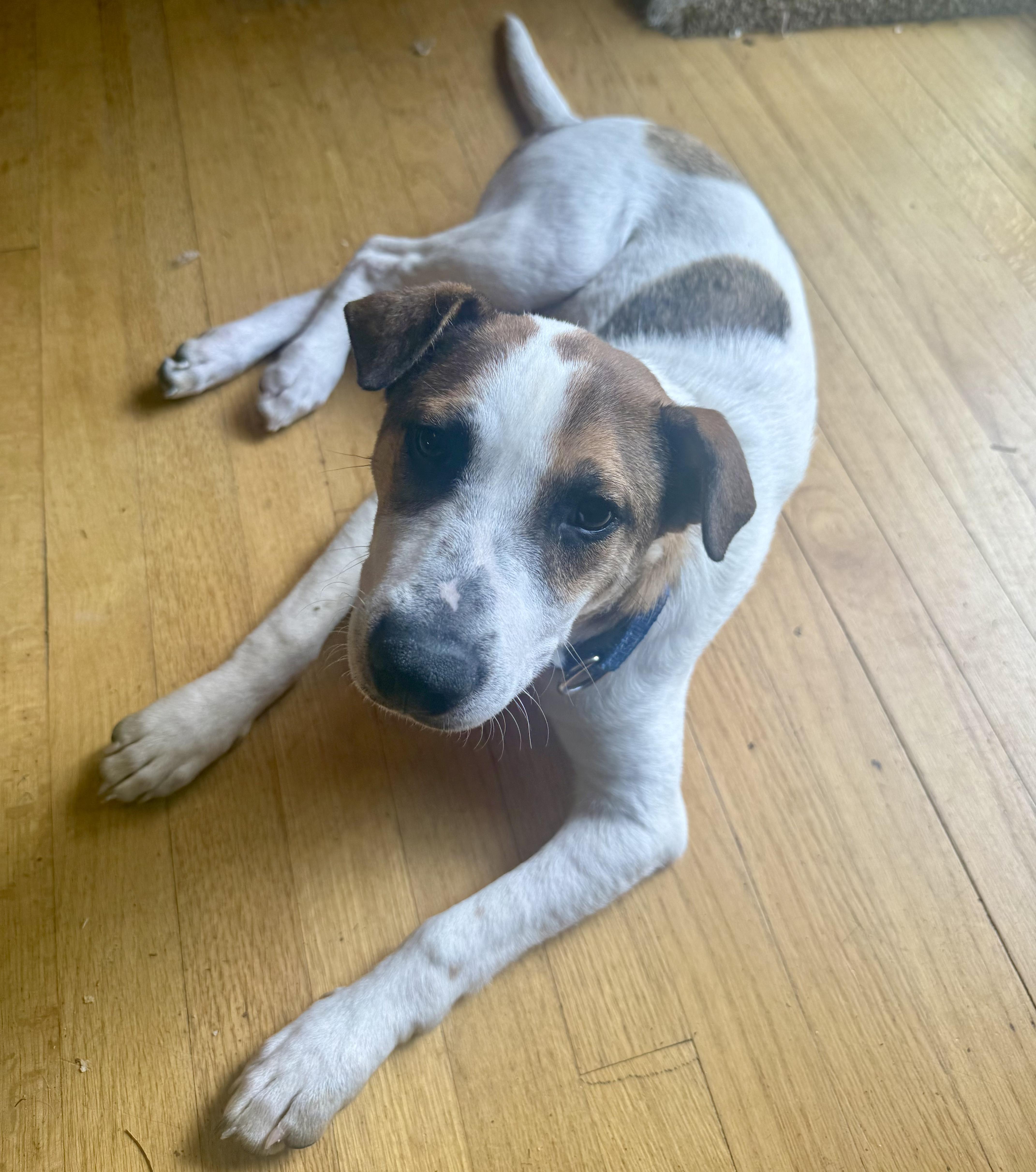 Enlarge Nissan, an adopted mixed breed in East Hartland, CT image 3/6
