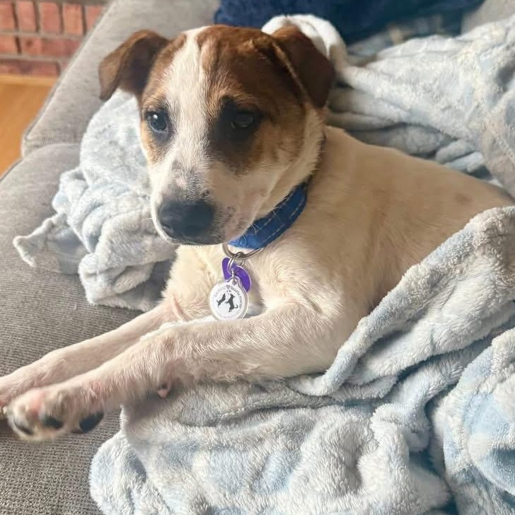 Nissan, ADOPTABLE, Puppy Male Beagle & Labrador Retriever.